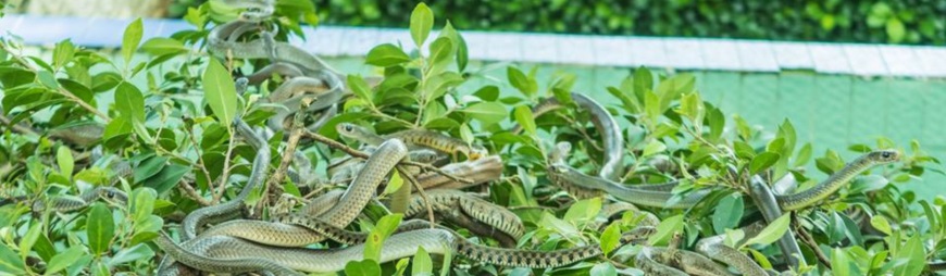 Dong Tam Snake Farm – A Must-visit Place in Tien Giang - TNK Travel