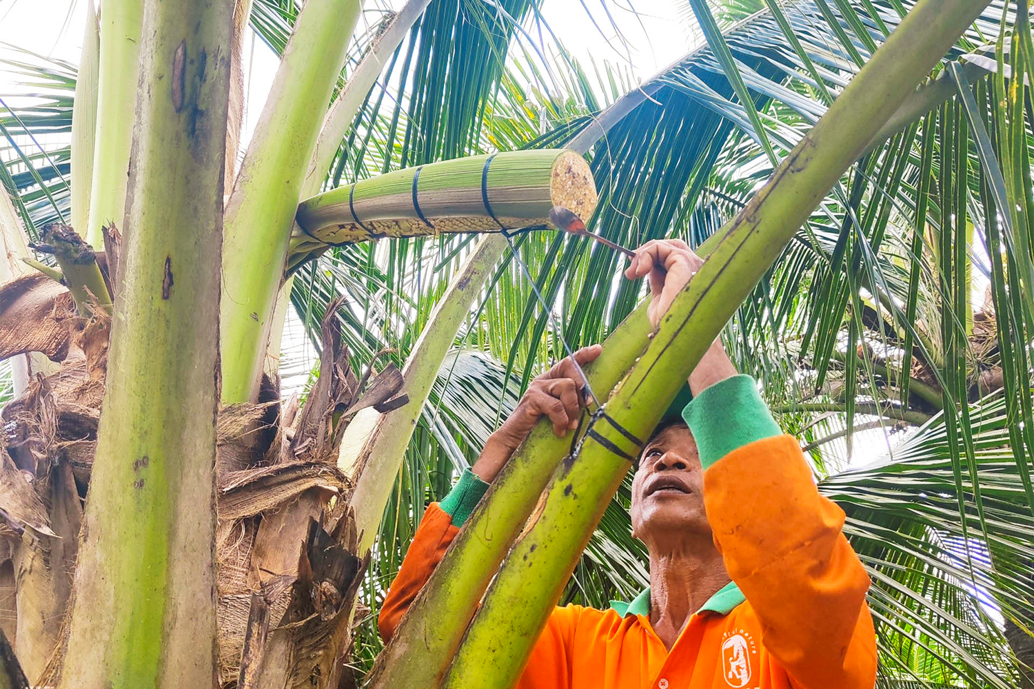 coconut nectar